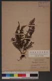Ctenopteris obliquata (Blume) Tagawa KU