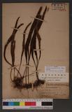 Lepisorus megasorus (C. Chr.) Ching `˸