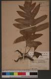 Polypodium scolopendurium