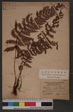 Polystichum piceopaleaceum Tagawa 黑鱗耳蕨