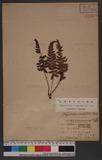 Polystichum piceopaleaceum Tagawa 黑鱗耳蕨