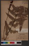 Polystichum eximium (Mett. ex Kuhn) C. Chr. 阿里山耳蕨