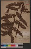 Polystichum eximium (Mett. ex Kuhn) C. Chr. 阿里山耳蕨