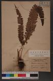 Polystichum nepalense (Sprengel) C. Chr. 軟骨耳蕨