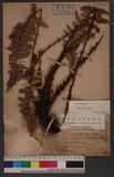 Polystichum prionolepis Hayata 鋸葉耳蕨