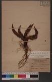 Polystichum ilicifolium (Don) Moore 針葉耳蕨