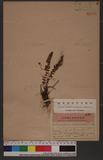Polystichum lachenense (Hook.) Bedd. 高山耳蕨