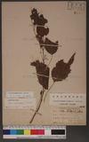 Pilea angulata (Blume) Blume `N
