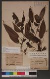 Pilea plataniflora C. H. Wright nN