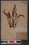 Polystichum nepalense (Sprengel) C. Chr. 軟骨耳蕨
