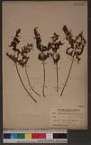 Cheilanthes tenuifolia (Burm.) Sw. H̿
