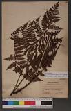 Dryopteris hendersoni (Bedd.) C. Chr. pc