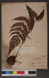 Dryopteris hypophlebia Hayata `s