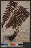 Polystichum falcatipinnum Hayata Iտ