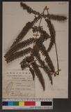 Pteris scabristipes Tagawa `