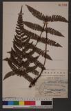 Polystichum biaristatum (Blume) Moore 二尖耳蕨