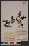 Lacosteopsis orientalis (C. Chr. ) Nakaike