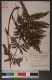 Dryopteris spinulosa (Mueller) Watt