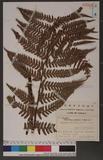 Dryopteris uniformis (Makino) Makino