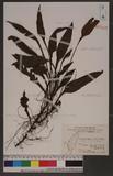 Polypodium wrightii (Hook) Ching