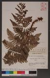 Dryopteris lacera (Thunb.) Ktze. G