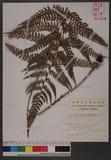 Polystichum biaristatum (Blume) Moore 二尖耳蕨