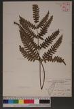 Pteris tokioi Masamune a