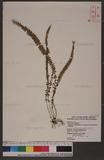 Lindsaea securifolia Presl var. kusukusensis (Hayata) Shieh `