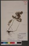 Lindsaea orbiculata (Lam.) Mett. var. deltoidea Wu T
