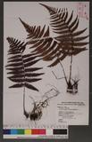 Dryopteris lepidopoda Hayata p