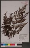 Dryopteris squamiseta (Hook.) Ktze. s