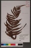 Dryopteris lepidopoda Hayata p