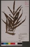Crypsinus taeniatus (Sw.) Copel. var. palmatus (Blume) Tagawa xp