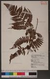 Dryopteris squamiseta (Hook.) Ktze. s