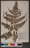 Dryopteris sparsa (Don) Ktze. 