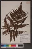 Dryopteris formosana (Christ) C. Chr. OW