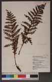 Dryopteris barbigera (Moore) Ktze. K