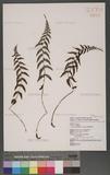 Athyrium reflexipinnum Hayata f\