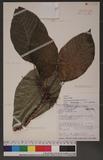 Dendrocnide meyeniana (Walp.) Chew rH
