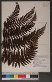 Dryopteris formosana (Christ) C. Chr. OW