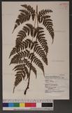 Dryopteris