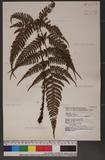 Dryopteris formosana (Christ) C. Chr. OW