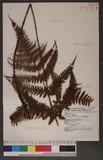 Dryopteris formosana (Christ) C. Chr. OW