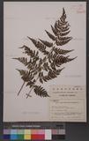 Athyrium goeringianum (Kunze) Moore 細葉蹄蓋蕨