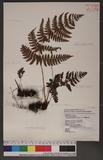 Dryopteris formosana (Christ) C. Chr. OW