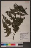 Dryopteris sordidipes Tagawa 