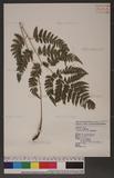 Dryopteris polita Rosenst. OF