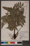 Dryopteris polita Rosenst. OF