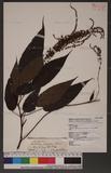 Boehmeria blinii Levl. var. podocarpa W. T. Wang `GR
