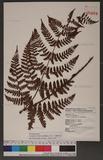 Dryopteris hendersoni (Bedd.) C. Chr. pc